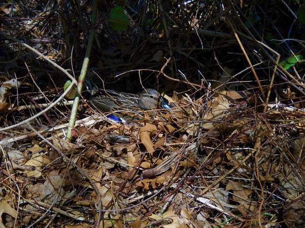 M. Wong at Salter Grove